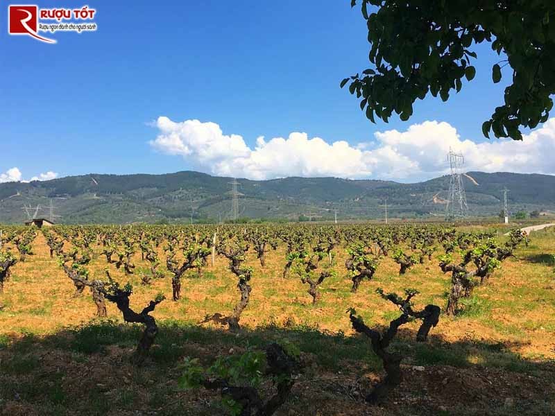 Vang El Bierzo nhap khau