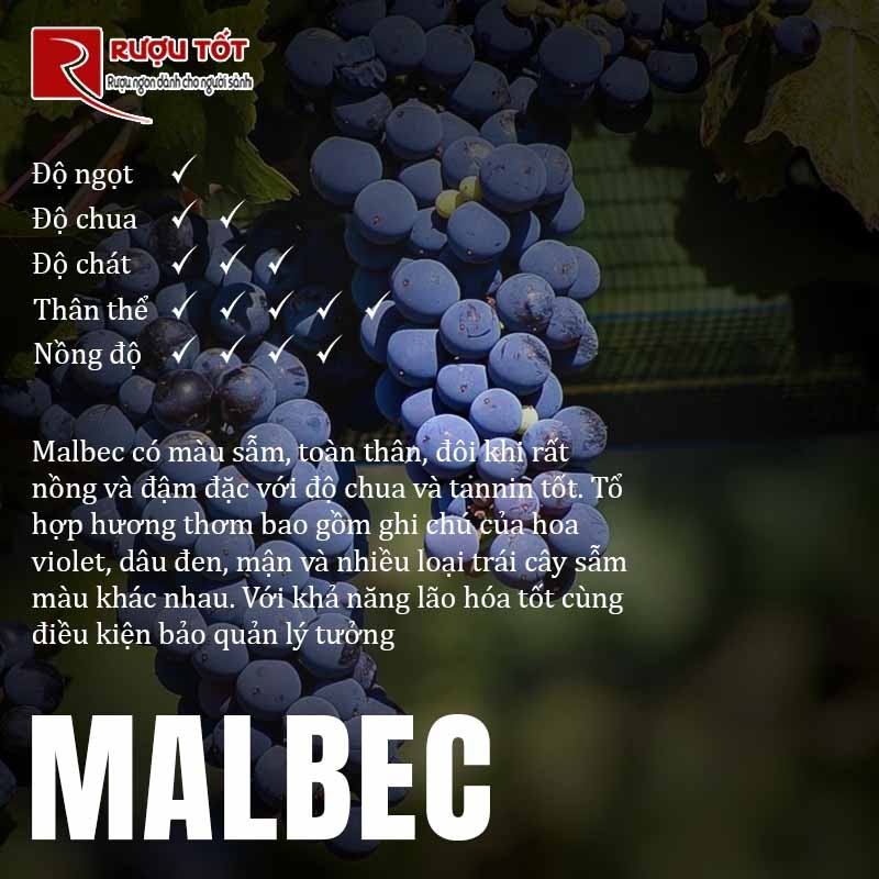 giống nho malbec 