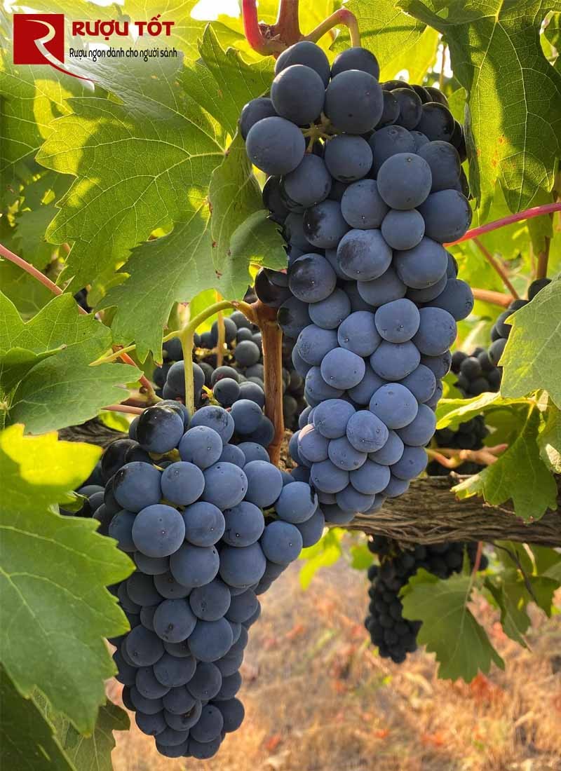 Nho Garnacha