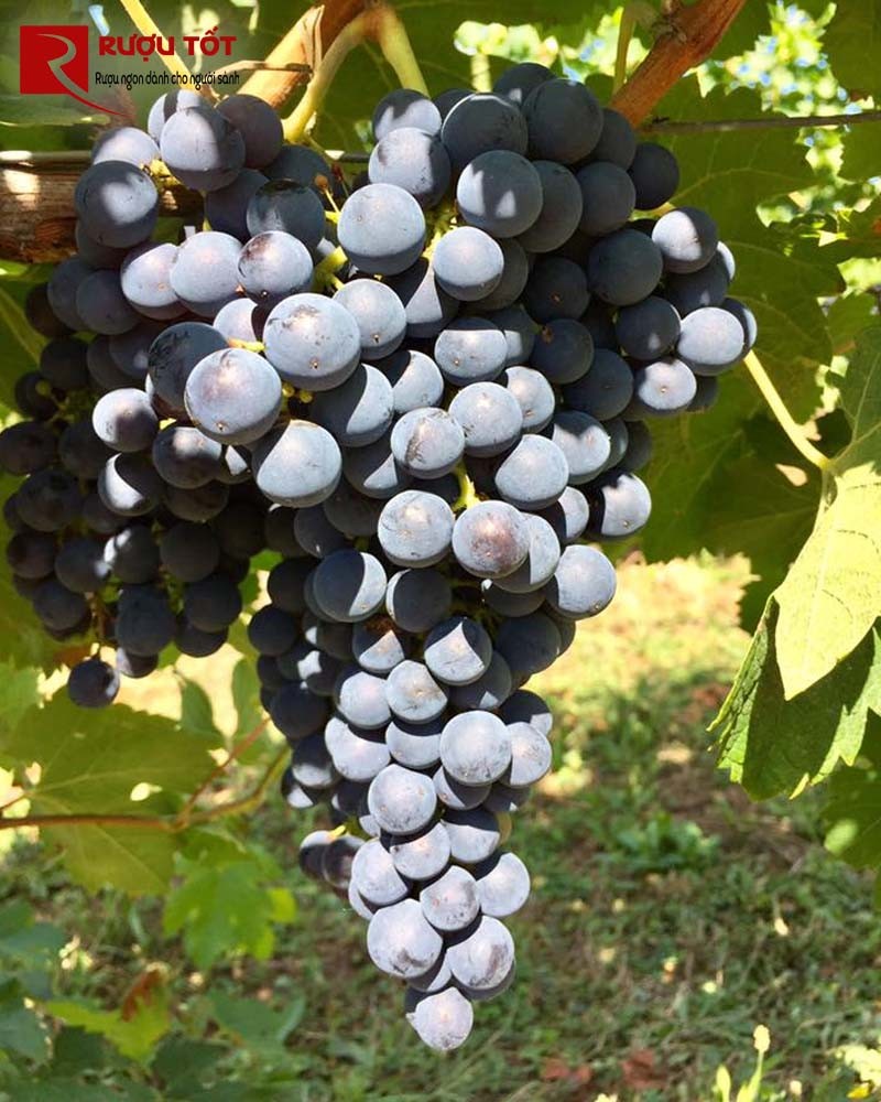 Rượu vang Merlot