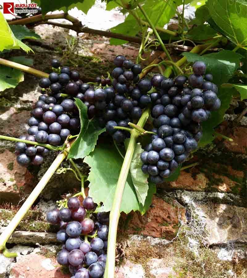 ruou vang cao cap Alicante Bouschet