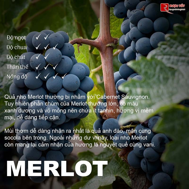 Rượu vang Merlot giá tốt