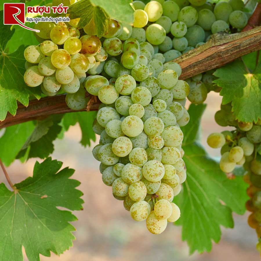 ruou vang Chenin Blanc