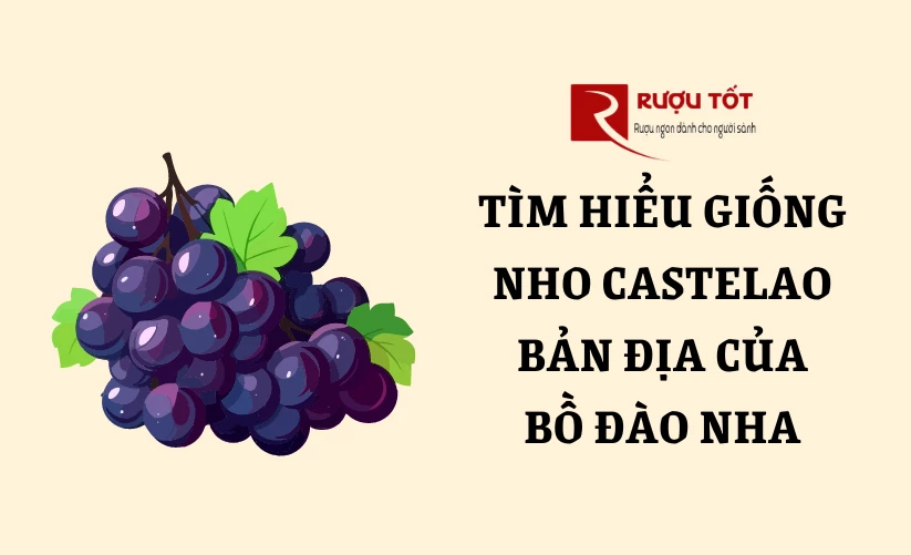 Tìm hiểu nho castelao