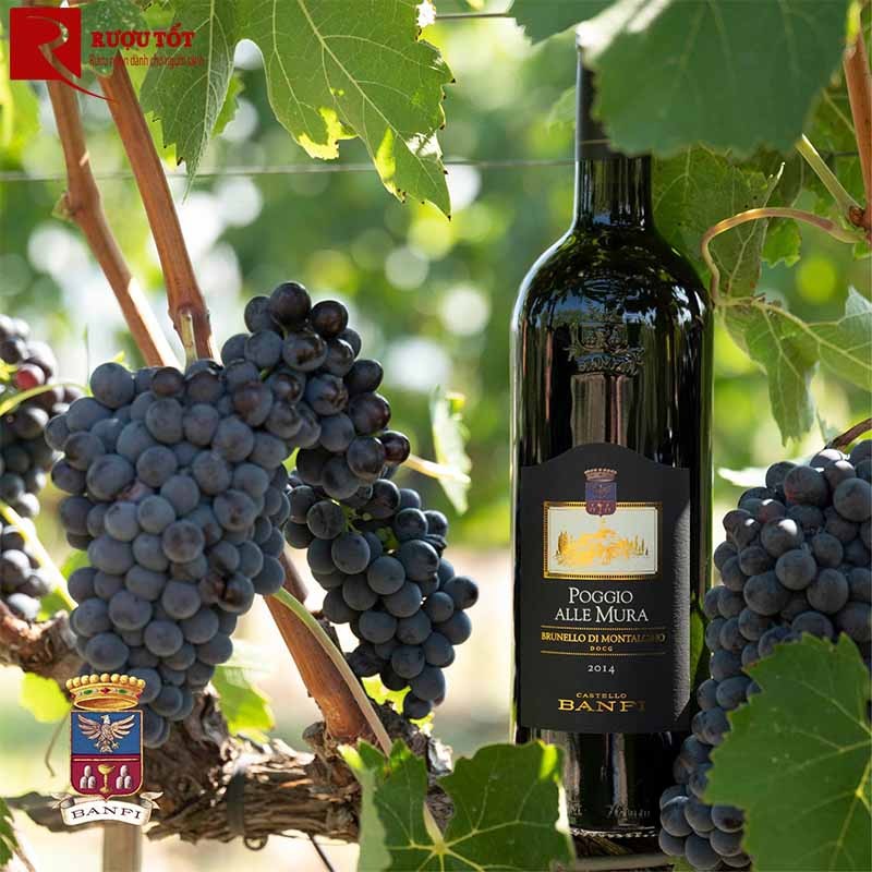 Rượu vang Poggio Alle Mura Brunello di Montalcino