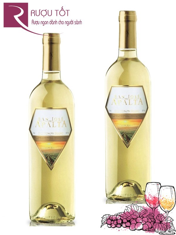 Vang Chile Apalta Tradition Sauvignon Blanc