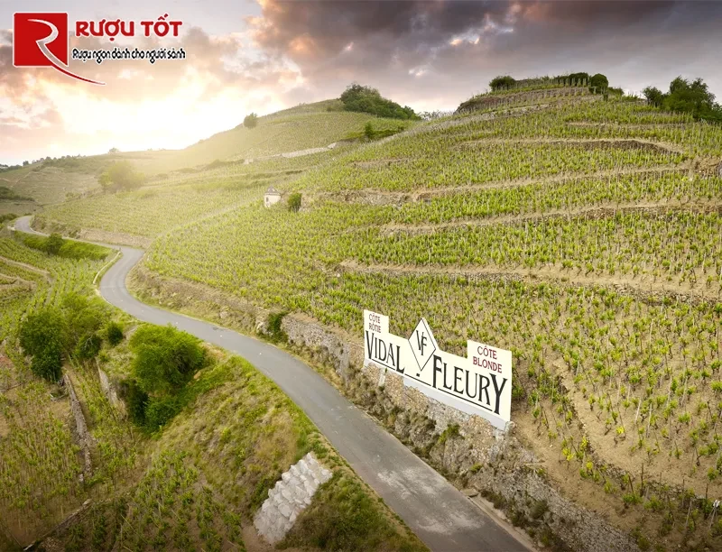 Rượu vang Chateauneuf Du Pape Vidal Fleury