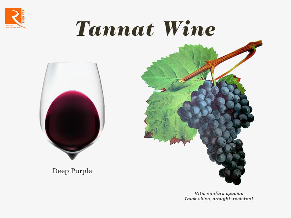 Sự thật thú vị về nho Tannat.