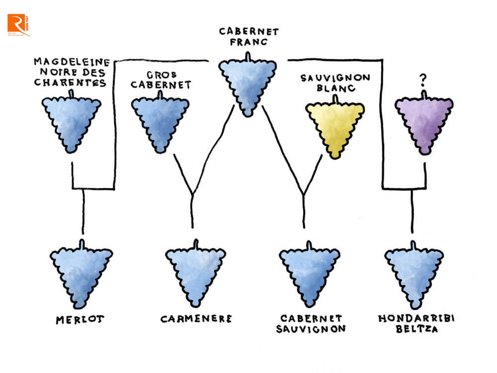Cabernet Sauvignon là nho Cabernet hoang dại có nguồn gốc từ Bộ Aquitaine của Pháp.