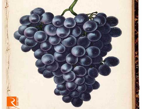 Bạn đã biết về rượu vang Tardif của nước Pháp chưa?