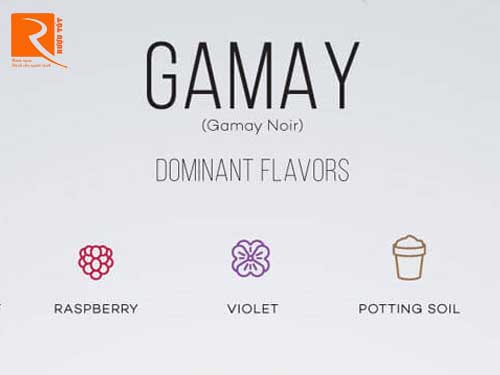 Bạn đã hiểu gì về rượu vang Gamay.