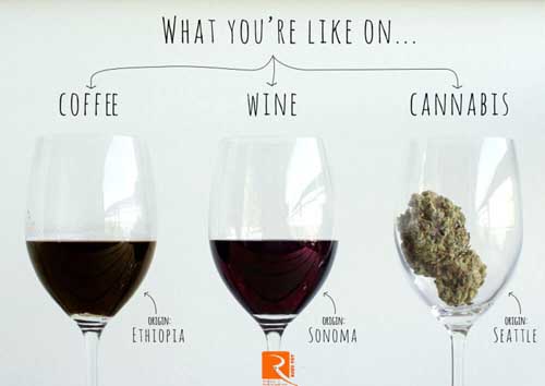 Sự khác nhau của cà phê, rượu vang và cần sa