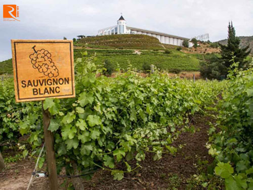 Nơi sản xuất Sauvignon Blanc tốt nhất trên thế giới.