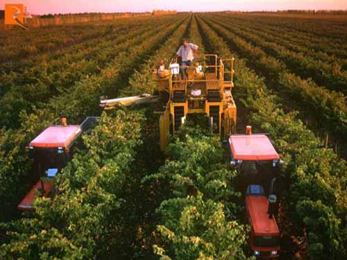 Rượu vang Nam Úc có những vùng trồng nho nào?