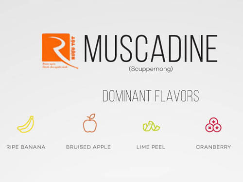 Bạn biết bao nhiêu về rượu vang Muscadine?