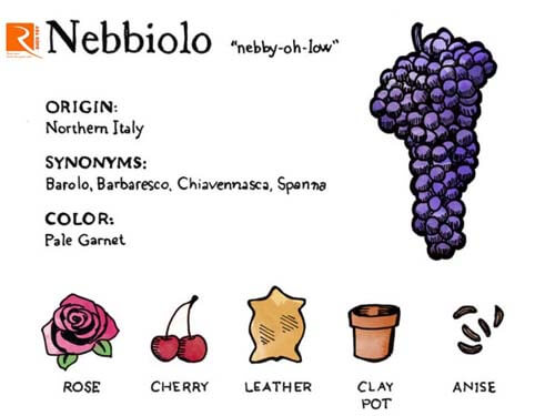 Rượu vang Nebbiolo có những đặc trưng gì?