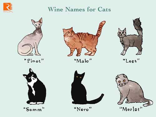 25 Tên rượu vang có thể đặt cho tên mèo ở nước ngoài.