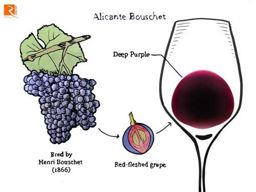 Khám phá về rượu vang Alicante Bouschet.
