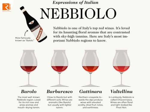 Nho Nebbiolo và những vùng trồng nho nổi tiếng thế giới của nước Ý.