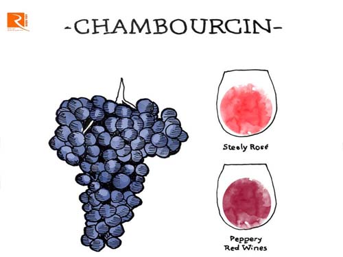 Chambourcin có thể tạo ra những lọa rượu vang tuyệt vời nào?