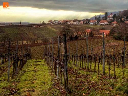 7 Khu vực trồng nho Pinot Noir tốt nhất trên thế giới.