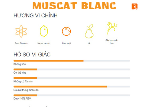 Những nét đặc trưng có trong giống nho Muscat Blanc.
