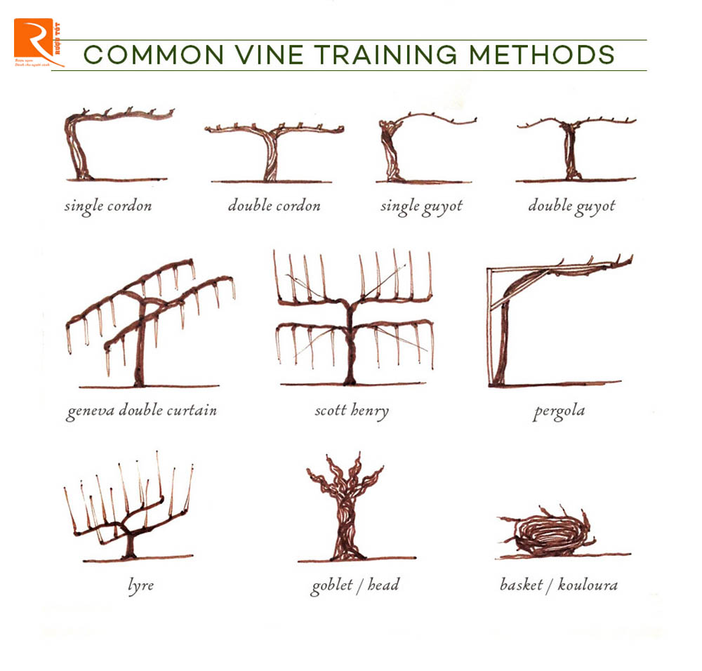 Phương pháp trồng cây nho trong công nghiệp sản xuất rượu vang.
