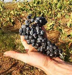 Vang Úc Yalumba Organic Riverland Shiraz